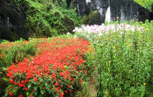 Ở Hàm Rồng, nhiều loài hoa được nhập về từ Pháp, Nhật.